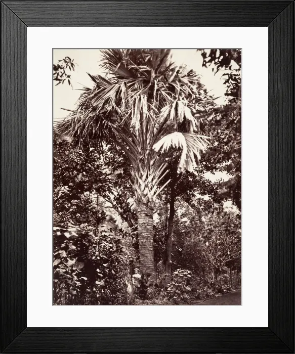 Framed Print : Grand Latanier, 1863. Creator: Desire Charnay Framed Print : Grand Latanier, 1863. Creator: Desire Charnay