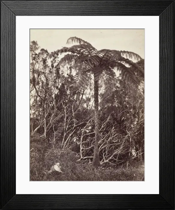 Framed Print : Fougere arborescente, 1863. Creator: Desire Charnay Framed Print : Fougere arborescente, 1863. Creator: Desire Charnay