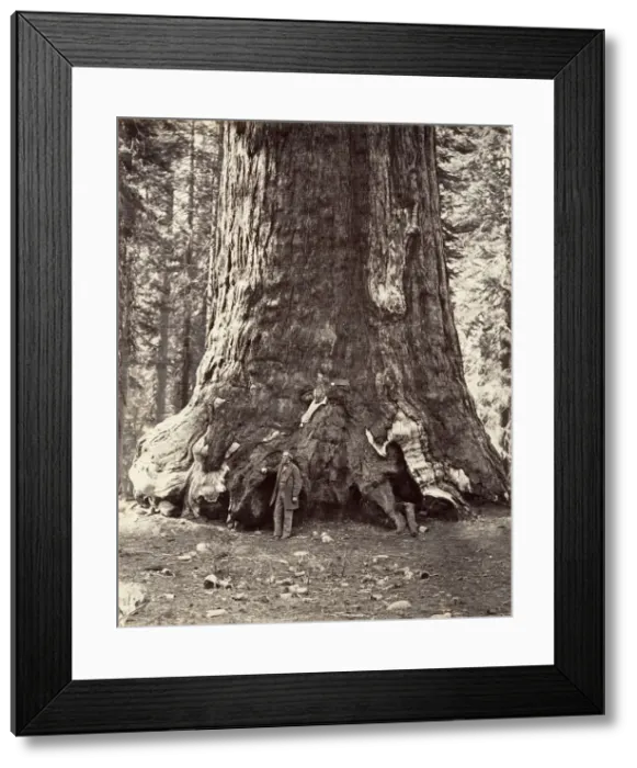 Framed Print : Section of the Grizzly Giant, 101 feet circumference, 1865-66, printed ca. 1876