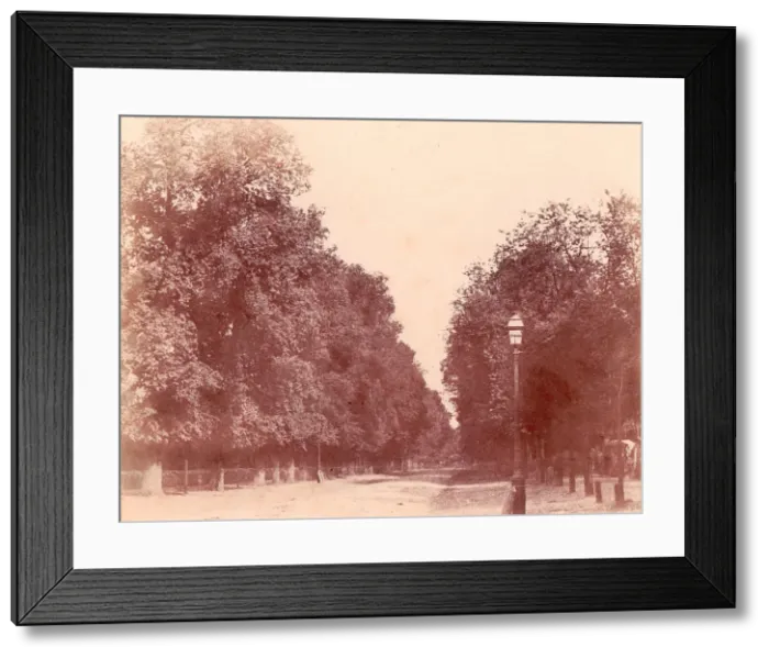 Framed Print : Allee bordee d arbres, 1850-53. Creator: Charles Marville Framed Print : Allee bordee d arbres, 1850-53. Creator: Charles Marville