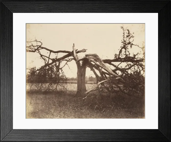 Framed Print : Oak Struck by Lightning, Badger, 1856. 1856. Creator: Alfred Capel-Cure Framed Print : Oak Struck by Lightning, Badger, 1856. 1856. Creator: Alfred Capel-Cure