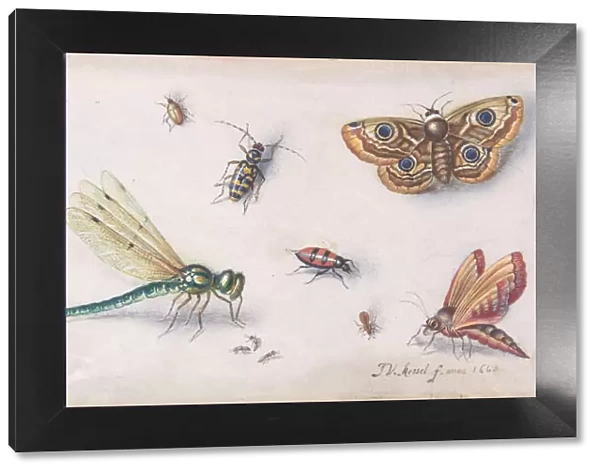 Insects, Butterflies, and a Dragonfly, 17th century. Creator: Jan van Kessel