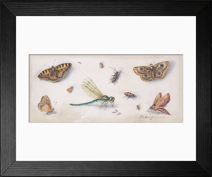 Framed Print : Insects, Butterflies, and a Dragonfly, 17th century. Creator: Jan van Kessel Framed Print : Insects, Butterflies, and a Dragonfly, 17th century. Creator: Jan van Kessel