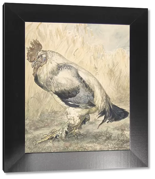 The Old Cock, ca. 1882. Creator: Felix Bracquemond