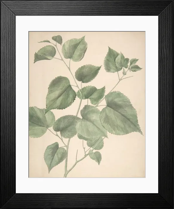 Framed Print : Leaves, 19th century. Creator: Anon Framed Print : Leaves, 19th century. Creator: Anon