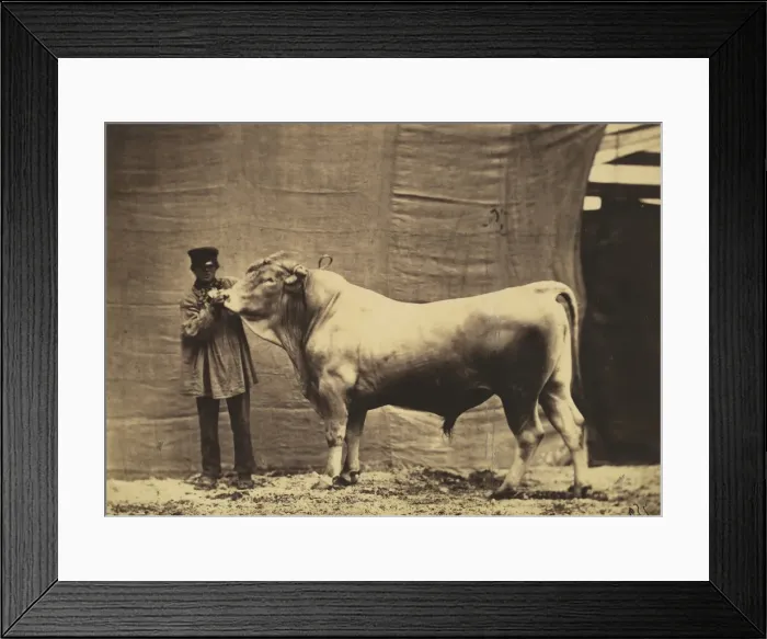 Framed Print : [Bull from Glane, Canton of Fribourg], 1856. Creator: Adrien Alban Tournachon