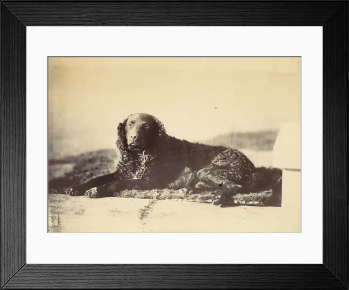 Framed Print : Peter, 1860. Creator: Alfred Capel-Cure Framed Print : Peter, 1860. Creator: Alfred Capel-Cure
