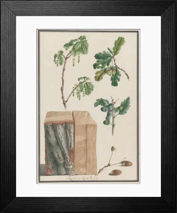 Framed Print : Studies of the blossoms, fruits and trunk of an English oak (Quercus robur), 1788 Framed Print : Studies of the blossoms, fruits and trunk of an English oak (Quercus robur), 1788