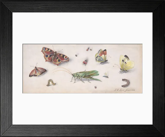 Framed Print : Insects, Butterflies, and a Grasshopper, 17th century. Creator: Jan van Kessel Framed Print : Insects, Butterflies, and a Grasshopper, 17th century. Creator: Jan van Kessel