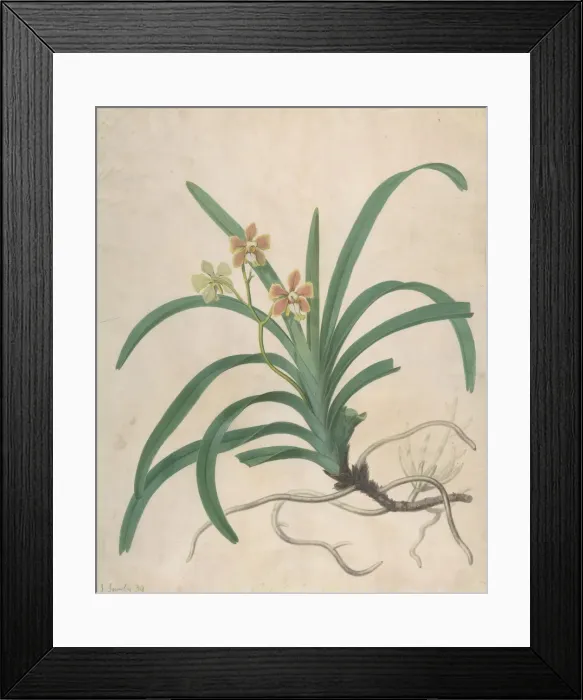 Framed Print : Study of an Orchid, Vanda Roxburgia, before 1822. Creator: James Sowerby Framed Print : Study of an Orchid, Vanda Roxburgia, before 1822. Creator: James Sowerby