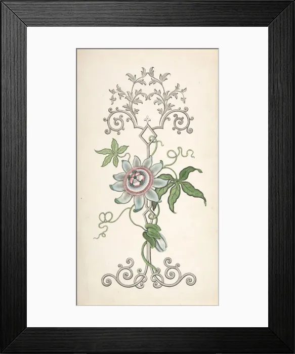 Framed Print : Design for Panel Decoration Centered on a Passion Flower, 1828-40. Creator: J Hulme Framed Print : Design for Panel Decoration Centered on a Passion Flower, 1828-40. Creator: J Hulme