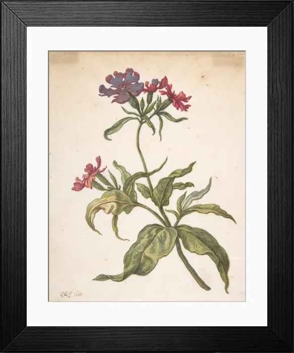 Framed Print : Study of a red catchfly (Lychnis hirsuta), 1680. Creator: Herman Saftleven the Younger Framed Print : Study of a red catchfly (Lychnis hirsuta), 1680. Creator: Herman Saftleven the Younger