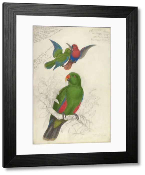 Framed Print : Eclectus Roratus Polychloros, ca. 1830-32. Creator: Edward Lear Framed Print : Eclectus Roratus Polychloros, ca. 1830-32. Creator: Edward Lear