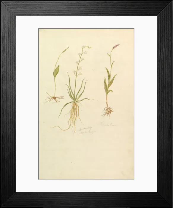 Framed Print : Botanical Studies (recto); Botanical Studies (verso), ca. 1820. Creator: Anon Framed Print : Botanical Studies (recto); Botanical Studies (verso), ca. 1820. Creator: Anon