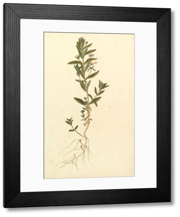 Framed Print : Botanical Study, ca. 1820. Creator: Anon Framed Print : Botanical Study, ca. 1820. Creator: Anon