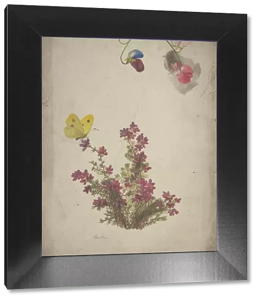 Heather, Sweet Peas and Butterfly, 19th century. Creator: Anon