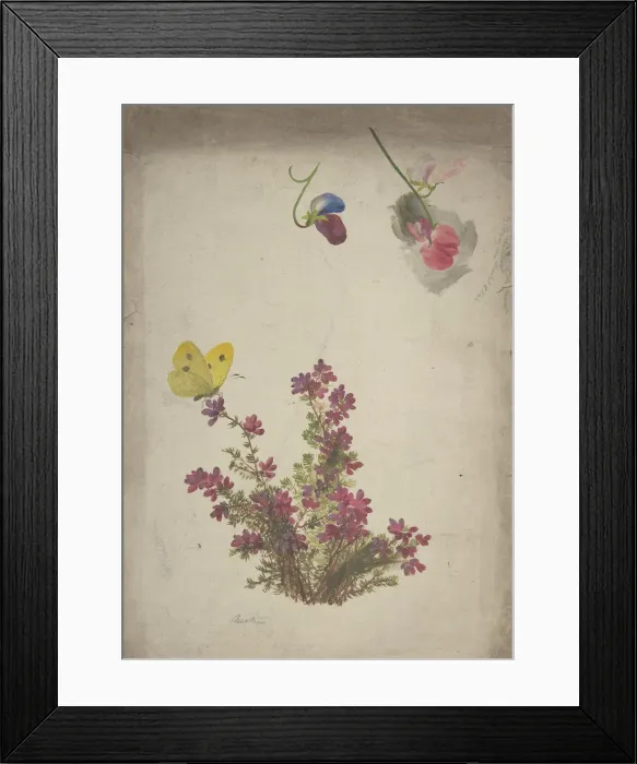 Framed Print : Heather, Sweet Peas and Butterfly, 19th century. Creator: Anon Framed Print : Heather, Sweet Peas and Butterfly, 19th century. Creator: Anon