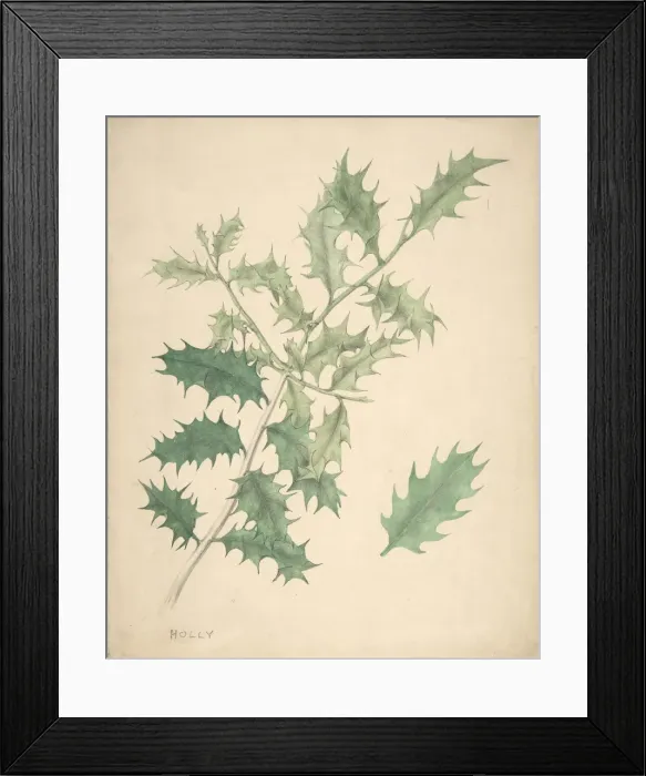 Framed Print : Holly Leaves, 19th century. Creator: Anon Framed Print : Holly Leaves, 19th century. Creator: Anon