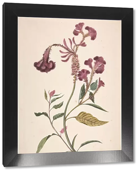 Study of a Hanekam (Celosia argentea), n. d Creator: Alida Withoos