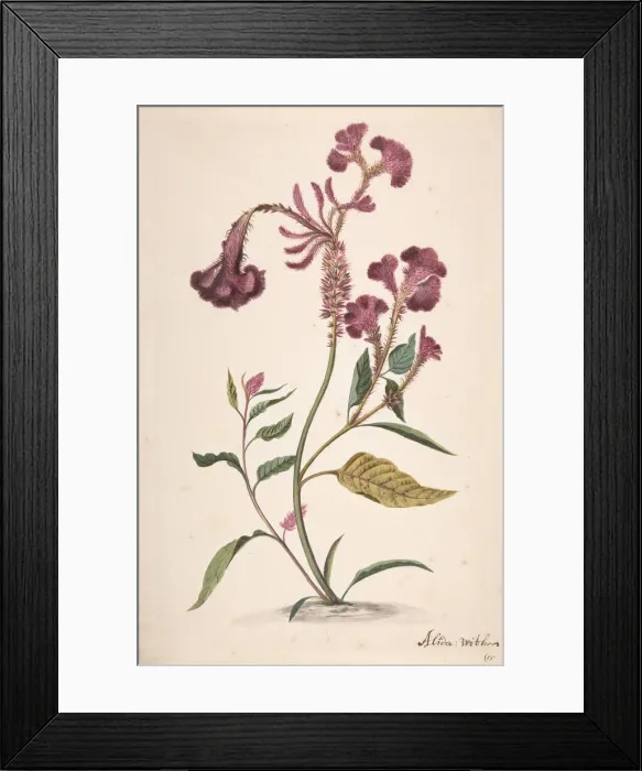 Framed Print : Study of a Hanekam (Celosia argentea), n. d Creator: Alida Withoos Framed Print : Study of a Hanekam (Celosia argentea), n. d Creator: Alida Withoos