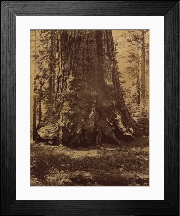 Framed Print : Section of the Grizzly Giant with Galen Clark, Mariposa Grove, Yosemite, 1865-66 Framed Print : Section of the Grizzly Giant with Galen Clark, Mariposa Grove, Yosemite, 1865-66