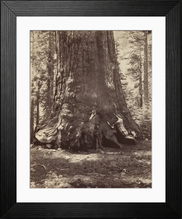 Framed Print : Section of the Grizzly Giant with Galen Clark, Mariposa Grove, Yosemite, 1865-66 Framed Print : Section of the Grizzly Giant with Galen Clark, Mariposa Grove, Yosemite, 1865-66