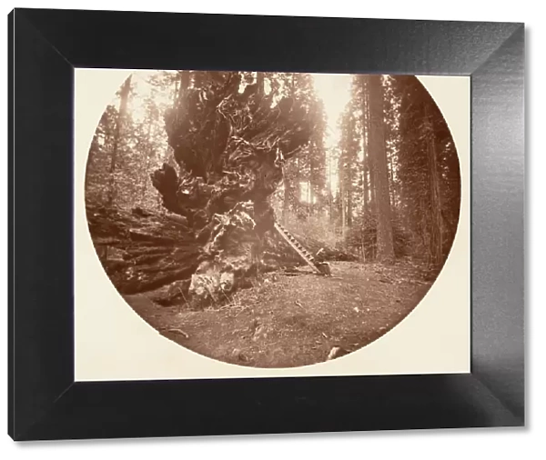 The Father of the Forest - The Horse Back Side. Calaveras Grove, ca. 1878