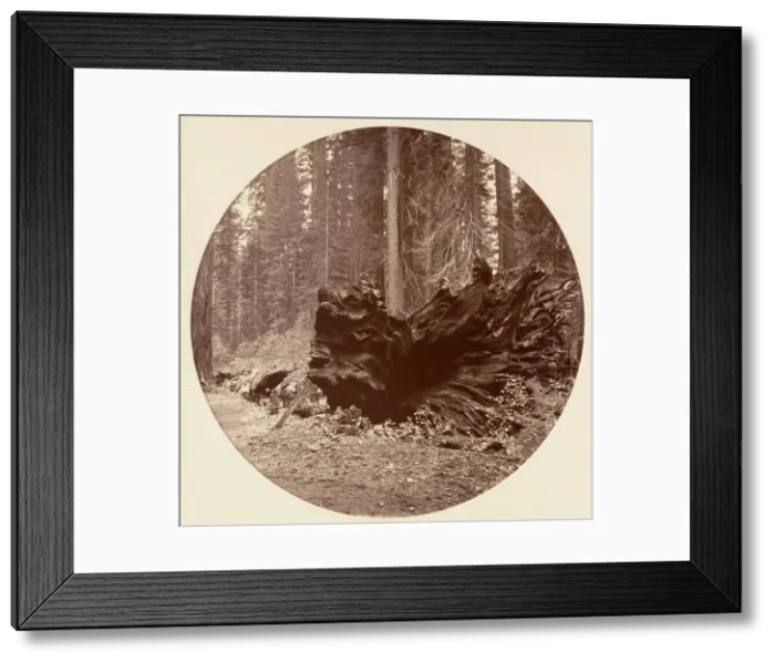 Framed Print : The Father of the Forest 450 ft C. Grove, ca. 1878. Creator: Carleton Emmons Watkins Framed Print : The Father of the Forest 450 ft C. Grove, ca. 1878. Creator: Carleton Emmons Watkins