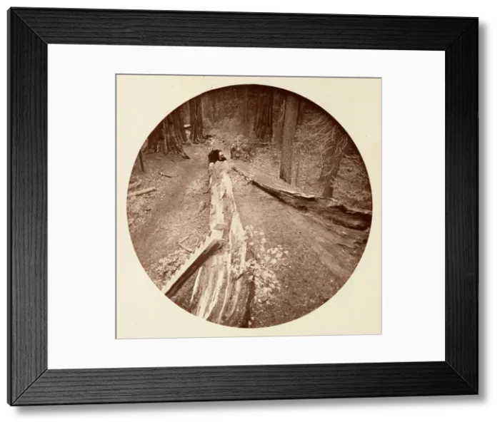 Framed Print : The Father of the Forest 450 Ft Long, C. Grove, ca. 1878 Framed Print : The Father of the Forest 450 Ft Long, C. Grove, ca. 1878