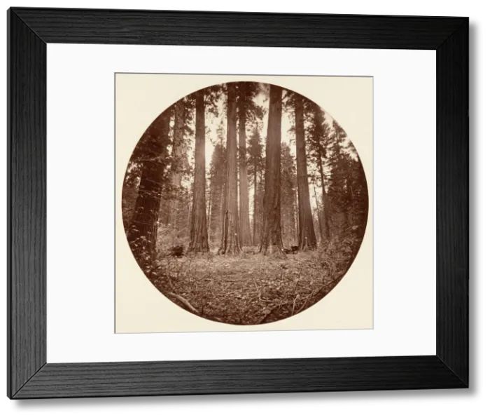 Framed Print : James King of William. Keyston State etc. Calaveras Grove, ca. 1878 Framed Print : James King of William. Keyston State etc. Calaveras Grove, ca. 1878
