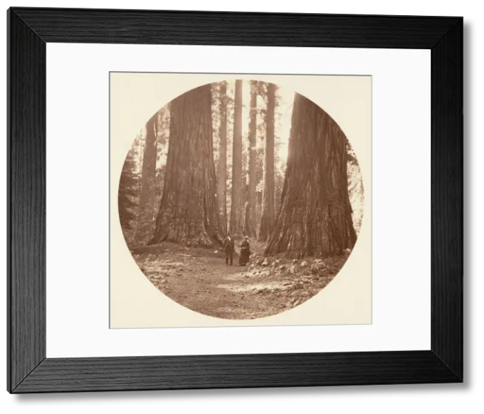 Framed Print : The Three Graces Seen Through the Bryant and Seward Calaveras Grove, ca. 1878 Framed Print : The Three Graces Seen Through the Bryant and Seward Calaveras Grove, ca. 1878