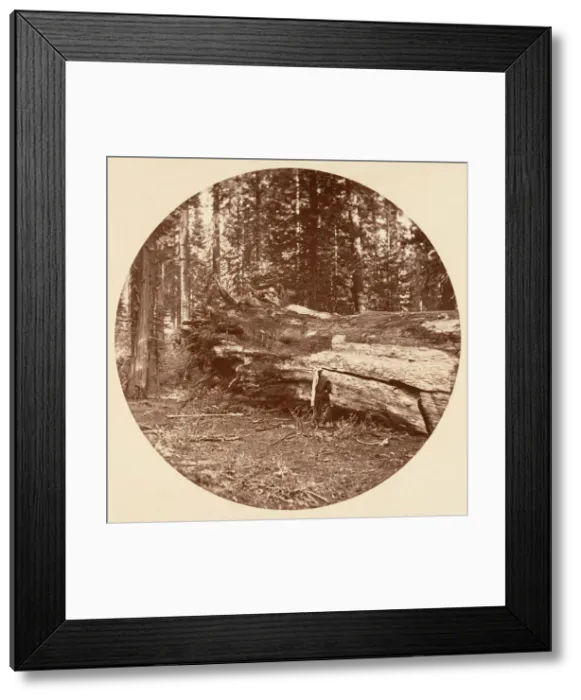 Framed Print : The Miners Cabin - Calaveras Grove, ca. 1878. Creator: Carleton Emmons Watkins Framed Print : The Miners Cabin - Calaveras Grove, ca. 1878. Creator: Carleton Emmons Watkins