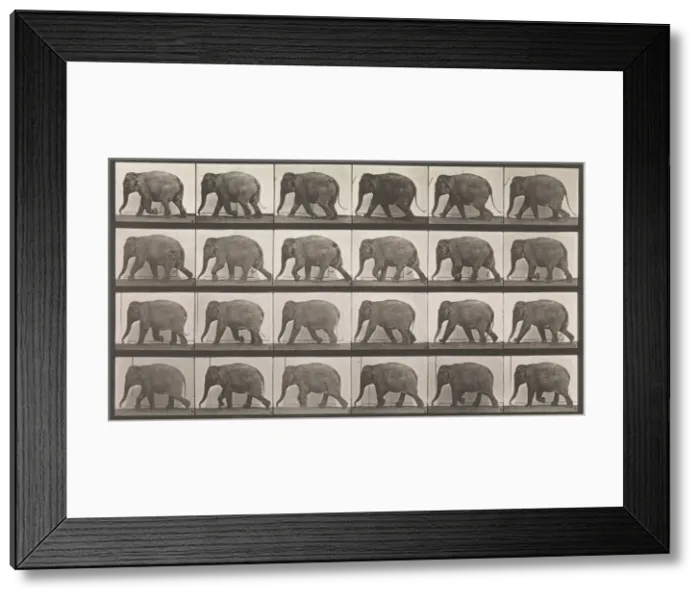 Framed Print : Animal Locomotion. An Electro-Photographic Investigation of Consecutive Phases of Animal Framed Print : Animal Locomotion. An Electro-Photographic Investigation of Consecutive Phases of Animal