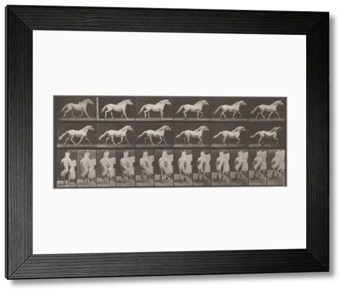 Framed Print : Animal Locomotion. An Electro-Photographic Investigation of Consecutive Phases of Animal Framed Print : Animal Locomotion. An Electro-Photographic Investigation of Consecutive Phases of Animal