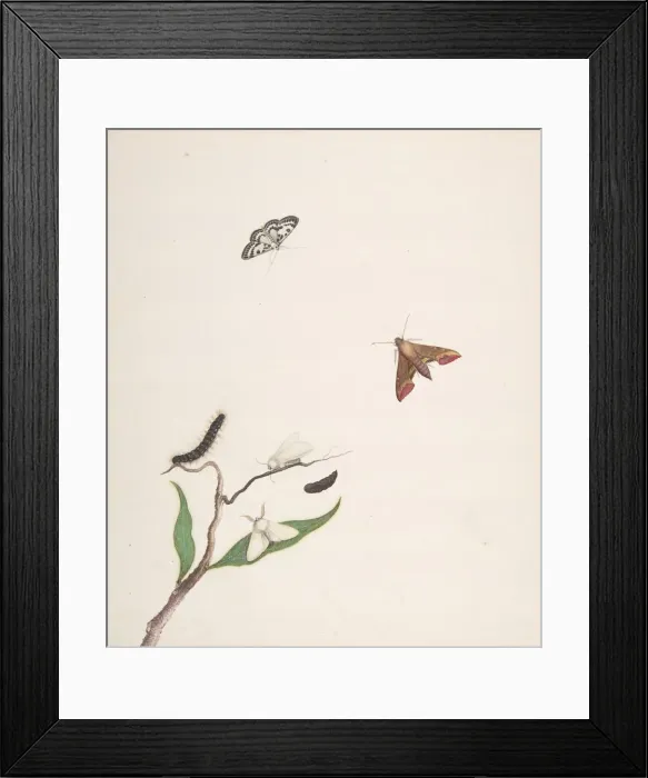 Framed Print : A Caterpillar and Two Moths on a Branch and Two Butterflies, early 18th-mid 18th century Framed Print : A Caterpillar and Two Moths on a Branch and Two Butterflies, early 18th-mid 18th century