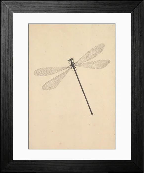 Framed Print : A Dragonfly, early 18th-mid 18th century. Creator: Nicols Struyk Framed Print : A Dragonfly, early 18th-mid 18th century. Creator: Nicols Struyk