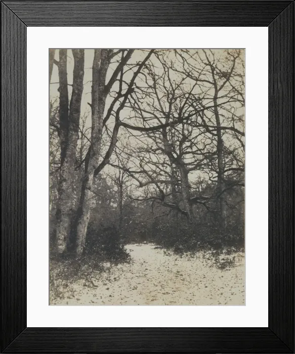 Framed Print : [Fontainebleau Forest], ca. 1860. Creator: Eugene Cuvelier