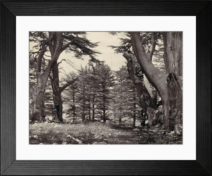 Framed Print : Cedars of Lebanon, ca. 1857. Creator: Francis Frith Framed Print : Cedars of Lebanon, ca. 1857. Creator: Francis Frith