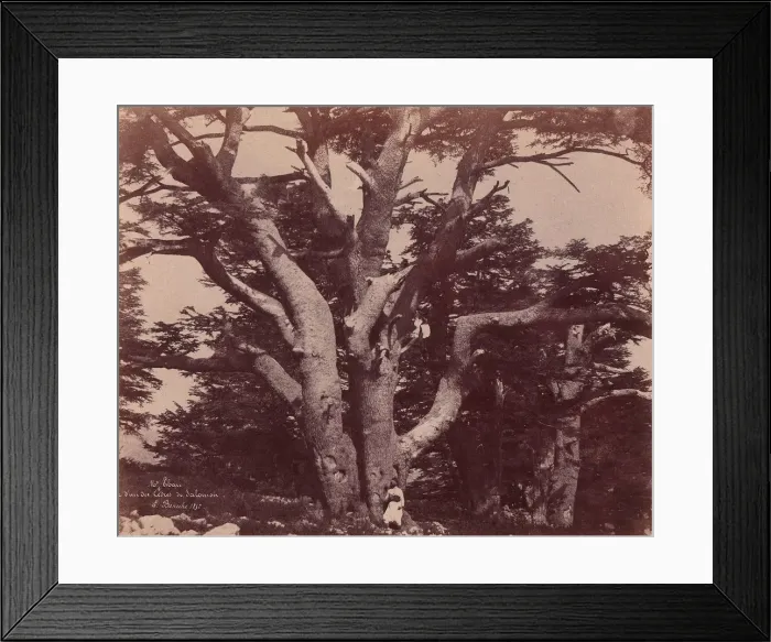 Framed Print : Mt. Liban. Tronc d un des Cedres de Salomon, 1850-53. Creator: Ernest Benecke Framed Print : Mt. Liban. Tronc d un des Cedres de Salomon, 1850-53. Creator: Ernest Benecke