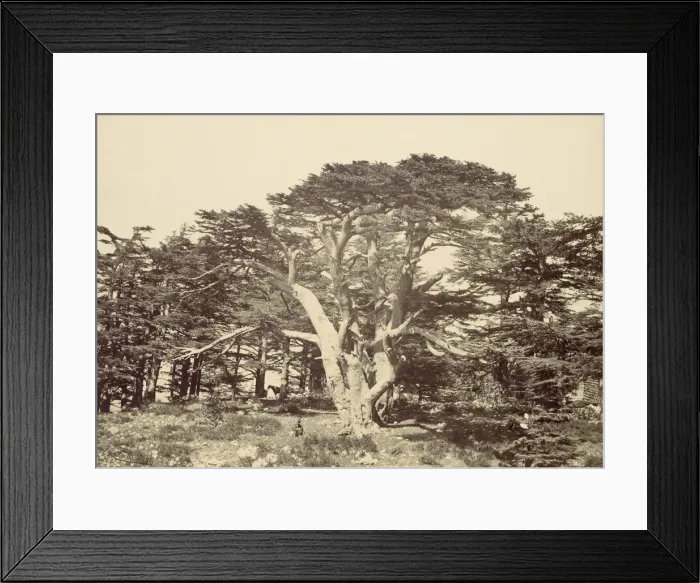 Framed Print : The Largest of the Cedars, Mount Lebannon, 1857. Creator: Francis Frith Framed Print : The Largest of the Cedars, Mount Lebannon, 1857. Creator: Francis Frith