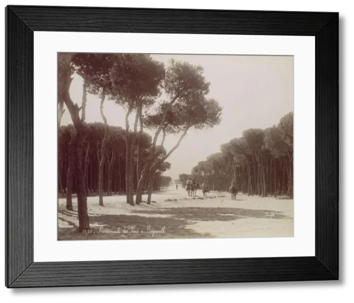 Framed Print : Promenade des Pins a Beyrouth, ca. 1870. Creator: Felix Bonfils Framed Print : Promenade des Pins a Beyrouth, ca. 1870. Creator: Felix Bonfils