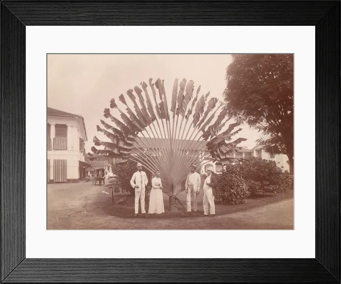Framed Print : Travellers Palm or Fan Palm, Singapore, 1860s-70s. Creator: Unknown Framed Print : Travellers Palm or Fan Palm, Singapore, 1860s-70s. Creator: Unknown
