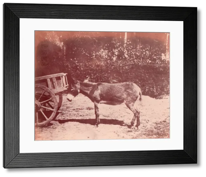 Framed Print : Ane attache a une charette, 1850-53. Creator: Unknown Framed Print : Ane attache a une charette, 1850-53. Creator: Unknown