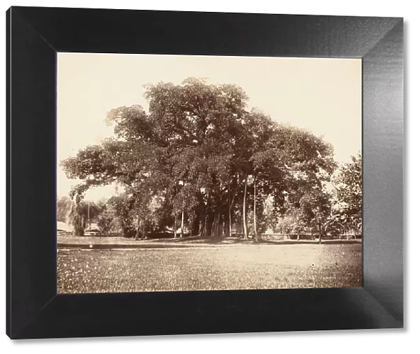 Banian Tree in Commissioner Grotes Garden, Alipoor, Calcutta, 1858-61. Creator: Unknown