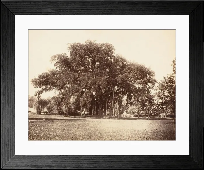 Framed Print : Banian Tree in Commissioner Grotes Garden, Alipoor, Calcutta, 1858-61. Creator: Unknown Framed Print : Banian Tree in Commissioner Grotes Garden, Alipoor, Calcutta, 1858-61. Creator: Unknown