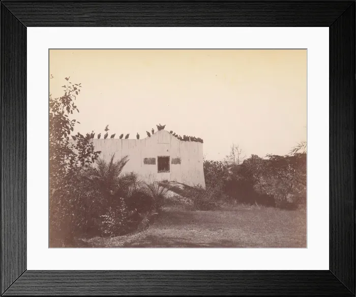 Framed Print : Birds on Roof of Small Building, 1860s-70s. Creator: Unknown Framed Print : Birds on Roof of Small Building, 1860s-70s. Creator: Unknown
