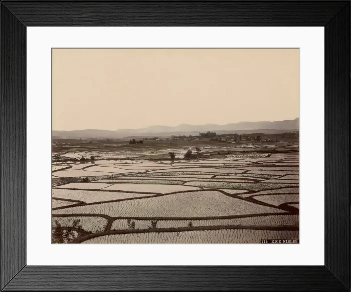 Framed Print : Rice Fields, 1870s-80s. Creator: Unknown Framed Print : Rice Fields, 1870s-80s. Creator: Unknown