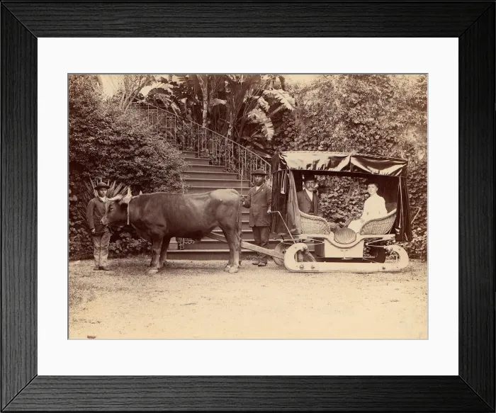 Framed Print : Hack Madeira, 1880s. Creator: Unknown Framed Print : Hack Madeira, 1880s. Creator: Unknown
