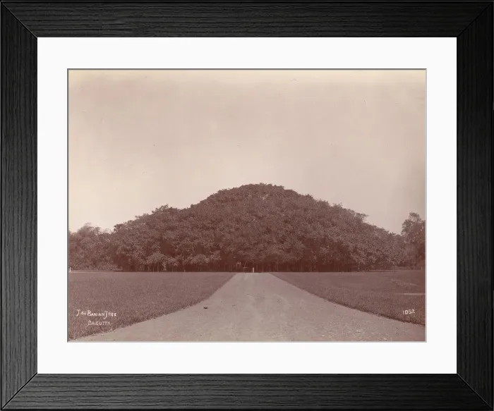 Framed Print : The Banyan Tree, Calcutta, 1860s-70s. Creator: Unknown Framed Print : The Banyan Tree, Calcutta, 1860s-70s. Creator: Unknown