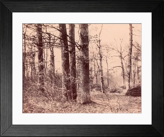 Framed Print : Sous-bois en automne, 1850-53. Creator: Unknown